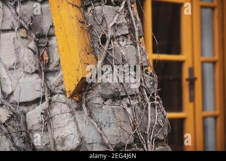 Details with dead climbing ivy (Hedera Helix) plant branches on a stone and wood mountain cabin during a cold winter day. Stock Photo