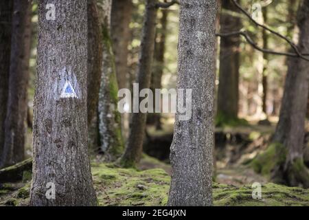 Details of a hiking trail sign on a fir tree in a forest from the Romanian Carpathian Mountains. Stock Photo