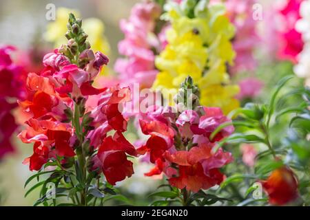 Beautiful Antirrhinum majus or Snapdragon flowers is blooming in the garden Stock Photo