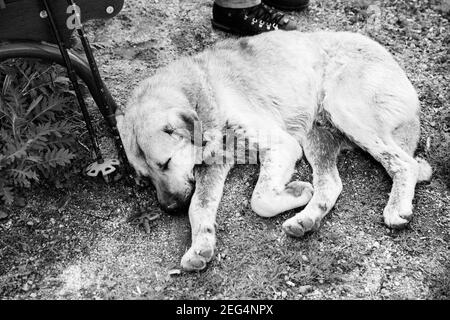 Dog sleeps on ground near trekking poles and wooden chair. Black and white retro toned image. High contrast. Stock Photo