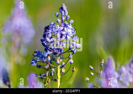 The flowers of the Scilla litardierei, the amethyst meadow squill or Dalmatian scilla Stock Photo