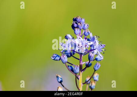 The flowers of the Scilla litardierei, the amethyst meadow squill or Dalmatian scilla Stock Photo