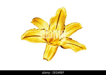 One golden lily flower white background isolated close up, beautiful single gold metal lilly, shiny yellow metallic floral pattern, design element Stock Photo