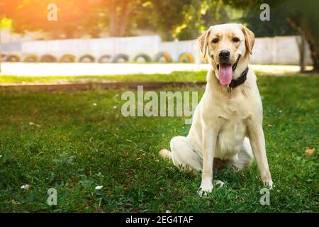 Portrait of golden labrador sitting on a green grass in the looking at camera. Walk the dog concept. Stock Photo