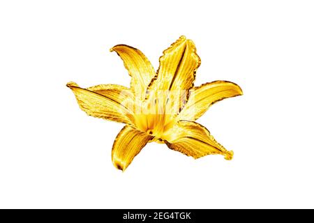 One golden lily flower white background isolated close up, beautiful single gold metal lilly, shiny yellow metallic floral pattern, design element Stock Photo