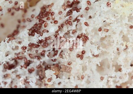 Magnification of mites from Acaridae family on moldy bread are common pests in food storage Stock Photo