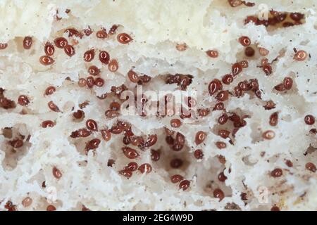 Magnification of mites from Acaridae family on moldy bread. Stock Photo