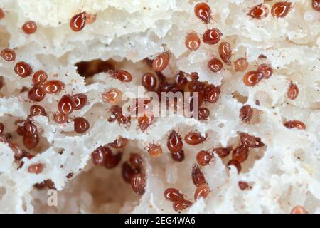 Magnification of mites from Acaridae family on moldy bread. Stock Photo