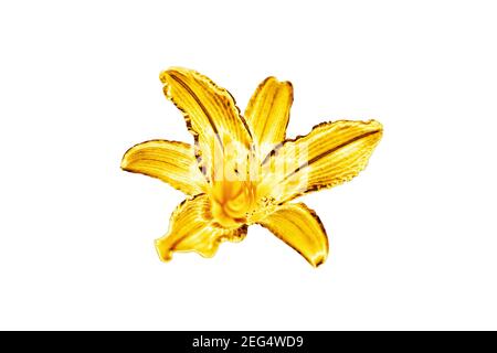 One golden lily flower white background isolated close up, beautiful single gold metal lilly, shiny yellow metallic floral pattern, design element Stock Photo