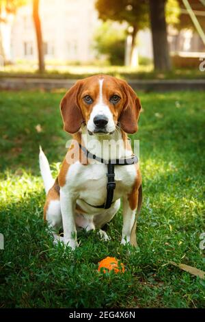 Cute beagle dog sitting on green grass with ball. Game and walk dog concept. Stock Photo