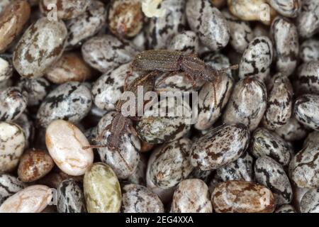 The sawtoothed grain beetles (Oryzaephilus surinamensis). Insects on chia seeds. Stock Photo