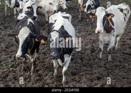 A three Holstein cows look at the camera in a muddy field, behind them there is another group of cows.chopped viewpoint Stock Photo
