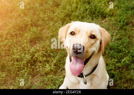 Portrait of golden labrador sitting on a green grass in the looking at camera. Walk the dog concept. Close up Stock Photo