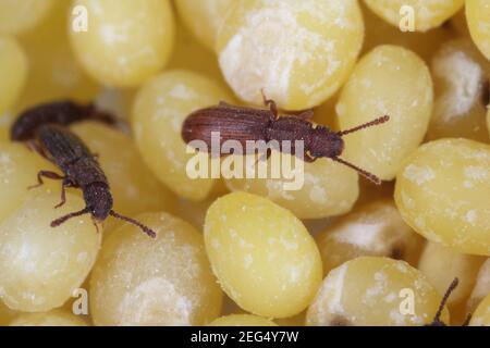 The sawtoothed grain beetles (Oryzaephilus surinamensis). Insects on millet seeds. Stock Photo