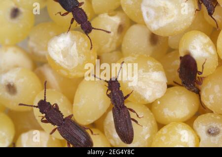 The sawtoothed grain beetles (Oryzaephilus surinamensis). Insects on millet seeds. Stock Photo