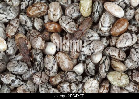 The sawtoothed grain beetles (Oryzaephilus surinamensis). Insects on chia seeds. Stock Photo