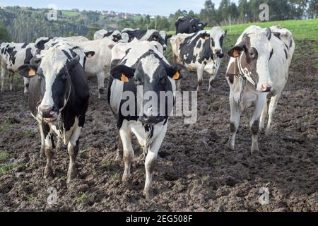 A three Holstein cows look at the camera in a muddy field, behind them is another group of cows. Stock Photo