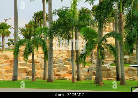 Picturesque tropical landscape, tall palms trees against the mountains of yellow stones. Beautiful Landscaping park in Thailand, Pattaya. spring Stock Photo