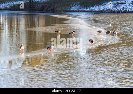 Mallard ducks (Anas platyrhynchos) resting on ice, Ibolya-to, Sopron, Hungary Stock Photo