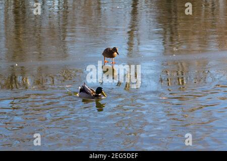 Pair of mallard ducks (Anas platyrhynchos) swimming and resting on ice, Ibolya-to, Sopron, Hungary Stock Photo