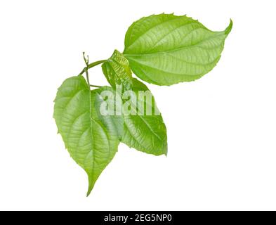 Young sprout Plukenetia volubilis, commonly known as sacha inchi, sacha peanut, mountain peanut, Inca nut or Inca-peanut Stock Photo