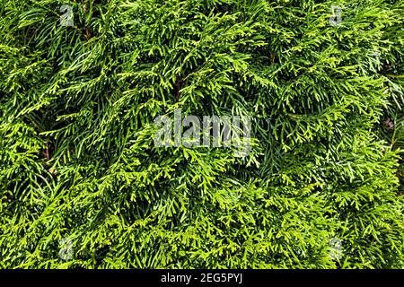 Thuja Branches (Thuja occidentalis Smaragd) Stock Photo