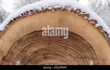 Snowy sawn-off tree trunk with annual rings and dark core Stock Photo