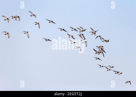 Oystercatchers (Haematopus ostralegus) in flight, Northumberland, UK Stock Photo
