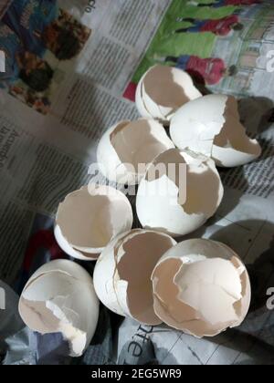 cracked broken white eggshells, good organic plant fertilizer for calcium content. Recycled trash. Stock Photo