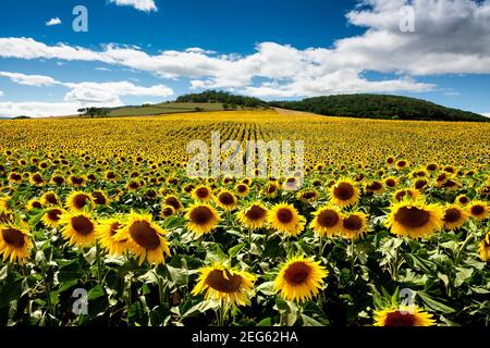 Field of sunflowers (Helianthus annuus), Limagne plain, Puy de Dome department, Auvergne Rhone Alpes, France, Europe Stock Photo