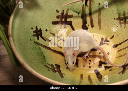 Funny brown rat are sitting on a large clay pot. The fancy rat is the domesticated form of Rattus norvegicus. Decorative house rat Stock Photo