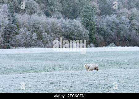 Two sheep in a frosty field with a hoar frost covering Holmingham Wood beyond. Bampton, Devon, England. Stock Photo