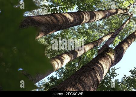 Manchurian hazelnut tree leaves. Tree trunk. Dense thickets Stock Photo