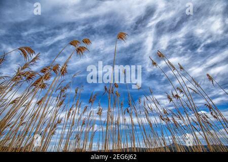 Stubble in a riverbank at Legrena beach,Greece Stock Photo