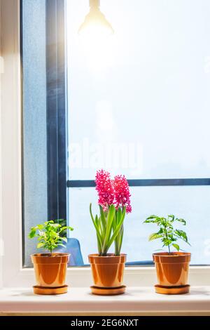 Hyacinths and indoor ornamental plants on the windowsill in the apartment, illuminated by artificial lighting phytolamp Stock Photo