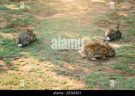Three sweet little baby rabbits walking on the meadow eating grass, easter spring background Stock Photo