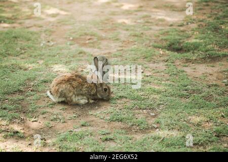Two sweet little baby rabbits walking on the meadow eating grass, easter spring background with copy space Stock Photo