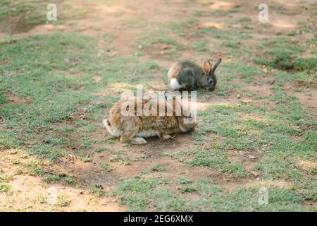 Two sweet little baby bunnies walking on the meadow eating grass, easter spring background Stock Photo