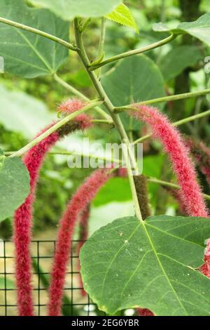 Green leaf tree with hanging red flowers. Copy space Stock Photo