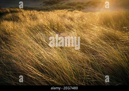 Marram grass against the light of the morning sun in the dunes of The Hague at the Zuiderstrand in The Hague Stock Photo