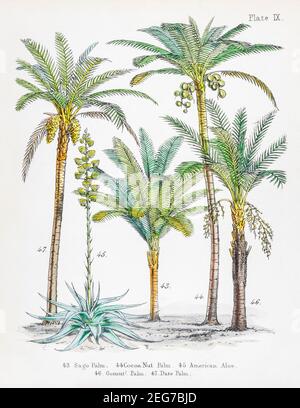 19th c. hand-painted Victorian botanical illustration of Sago Palm, Cocoa Nut Palm (Cocos nucifera), American Aloe, Gomuti & Date palms. Stock Photo