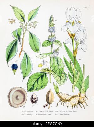 19th c. hand-painted Victorian botanical illustration of Cardamom, Castor oil, Iris / Orris root, Patchouli / Pogostemon cablin, Camphor, Nux Vomica. Stock Photo