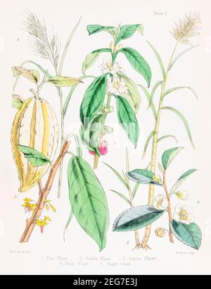 19th c. hand-painted Victorian botanical illustration of Tea, Coffee, Cocoa, Rice and Sugar cane plants. Important economic plants. See notes. Stock Photo