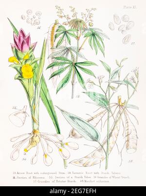 19th c. hand-painted Victorian botanical illustration of Arrow Root & Turmeric, Wheat & Potato starch grains, Cassava / Manihot utilissima. See notes. Stock Photo