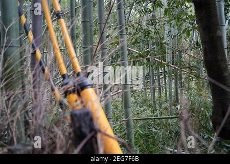 Broken bamboo trees in the Sagano Bamboo Forest in Japan Stock Photo