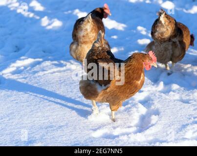 Pausin, Germany. 12th Feb, 2021. Hens of the Lohmann Brown Classic breed from Damwildhof Kraatz scratch in the snow for food. The hens of this breed lay up to 250 eggs per year, which are brown and of medium weight. Credit: Soeren Stache/dpa-Zentralbild/ZB/dpa/Alamy Live News Stock Photo