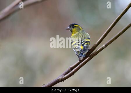 Adult male Eurasian siskin (Carduelis spinus) perched in a tree in a garden