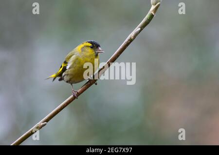 Adult male Eurasian siskin (Carduelis spinus) perched in a tree in a garden Stock Photo