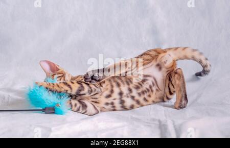 Cheerful playful bengal kitten playing with blue fluffy toy on white background Stock Photo