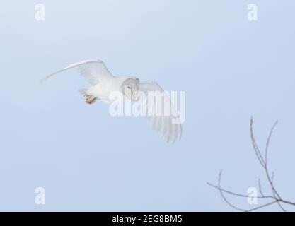 Leucistic barn owl flying right to left Stock Photo